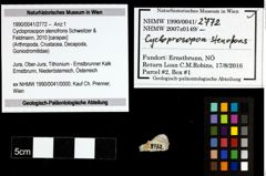 Foto (Objekt + Etiketten) von Cycloprosopon stenofrons (Schweitzer & Feldmann, 2010) 